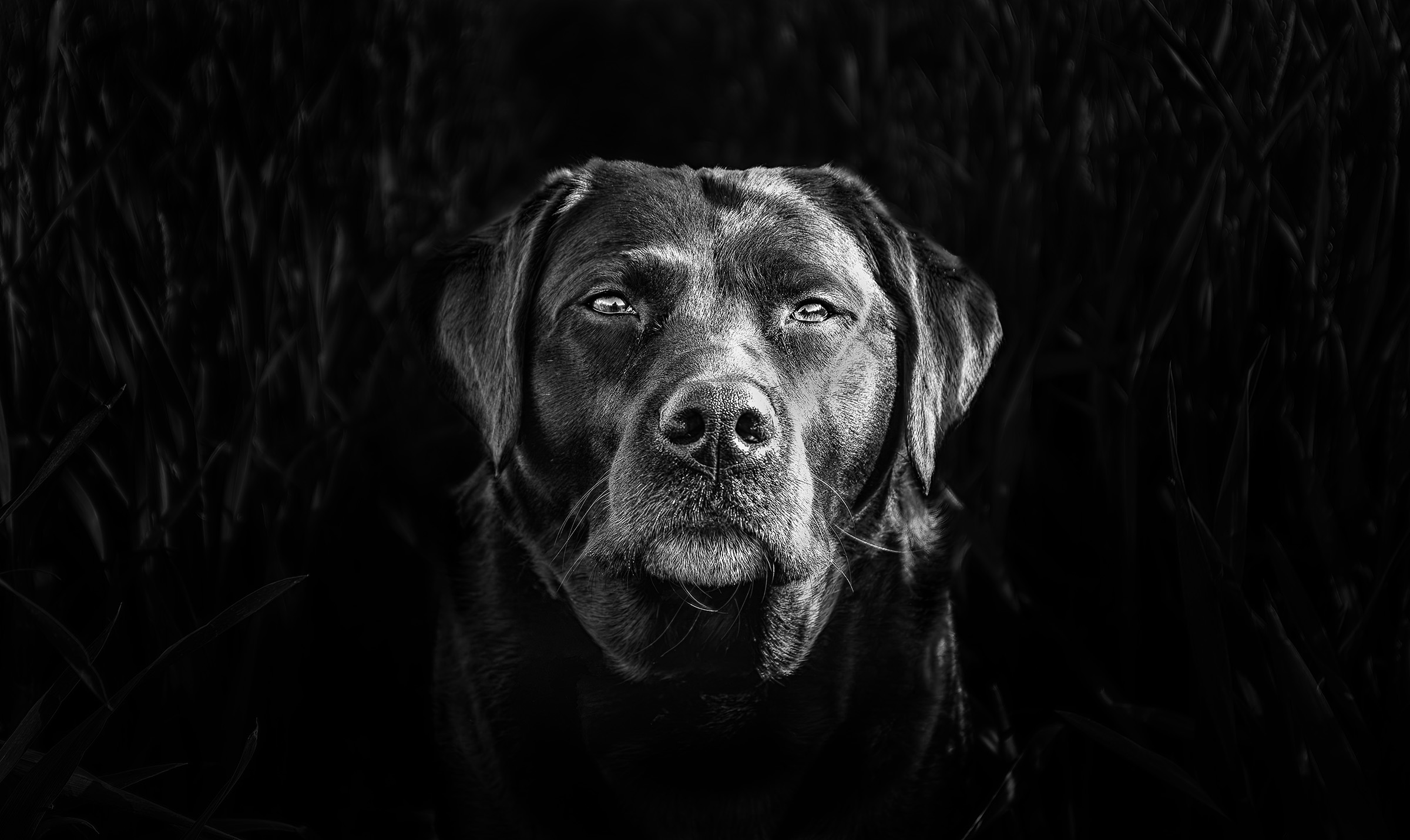 Black-and-white portrait of a Labrador