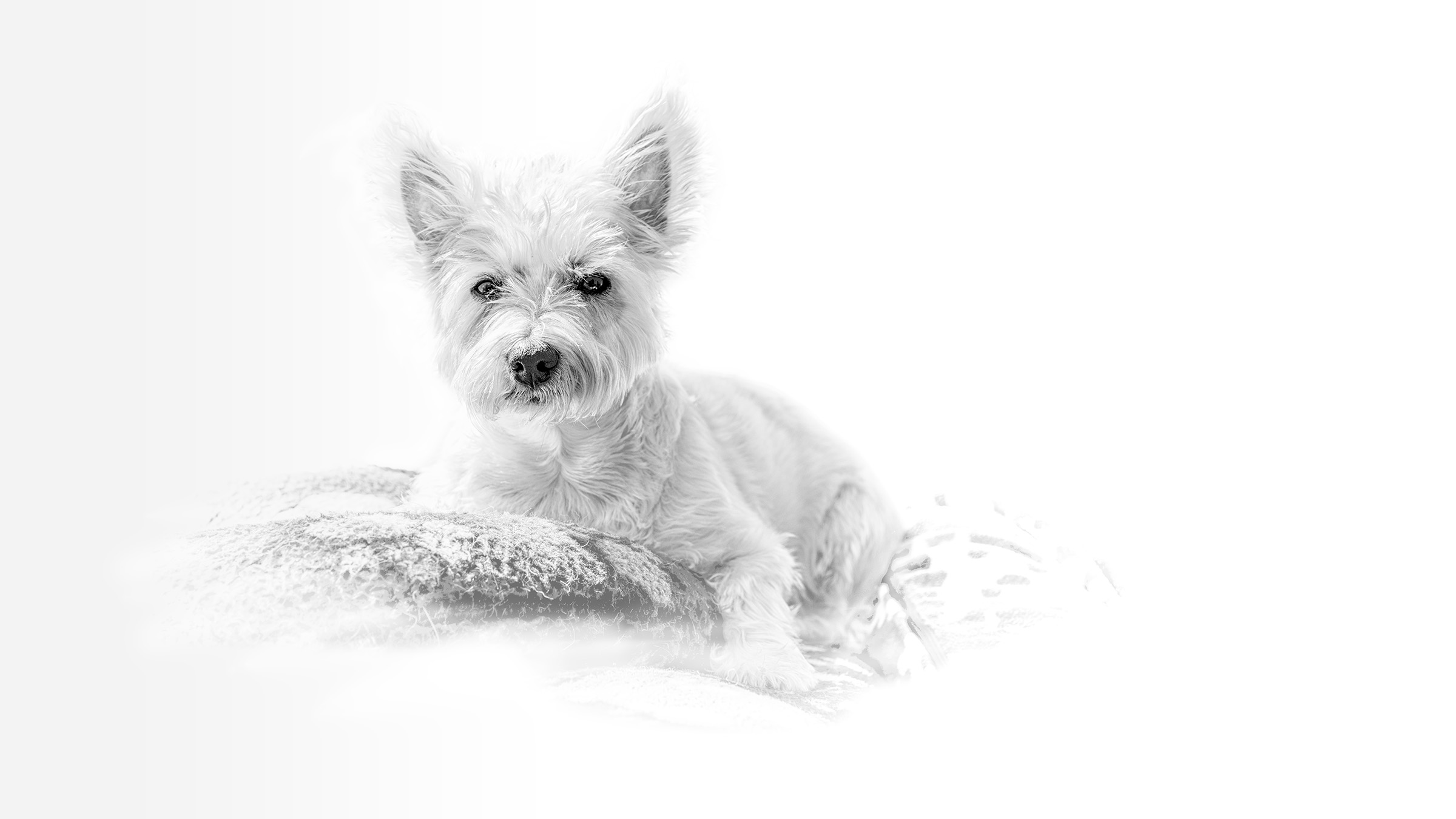 High-key fine-art portrait of a white terrier
