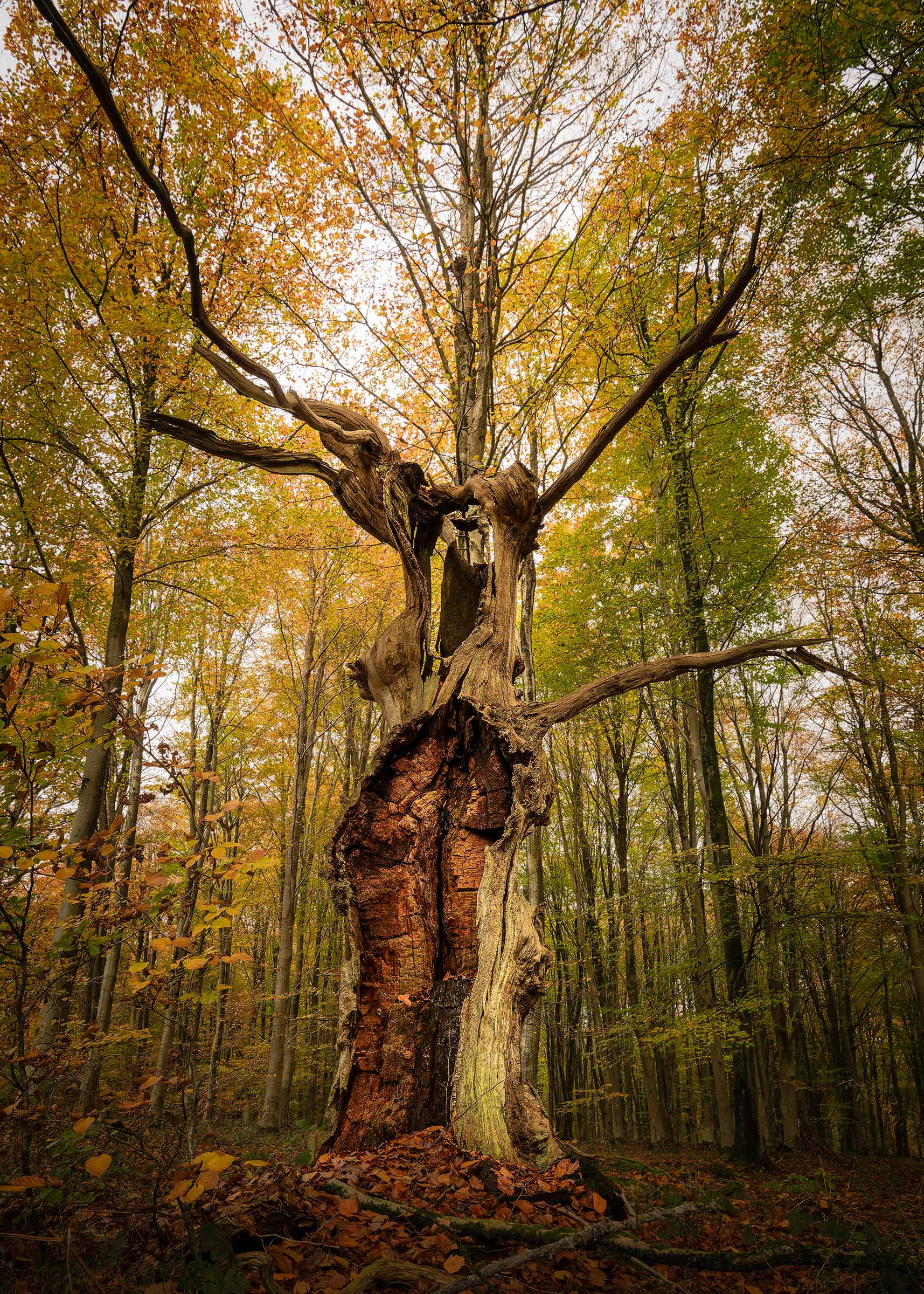 Characterful ancient tree in Savernake Forest