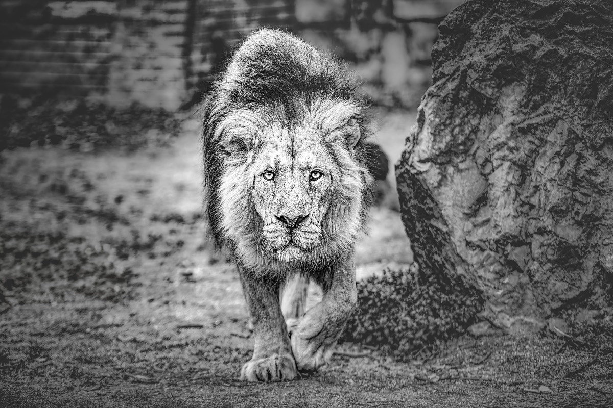 Black-and-white portrait of a male lion walking beside a tree
