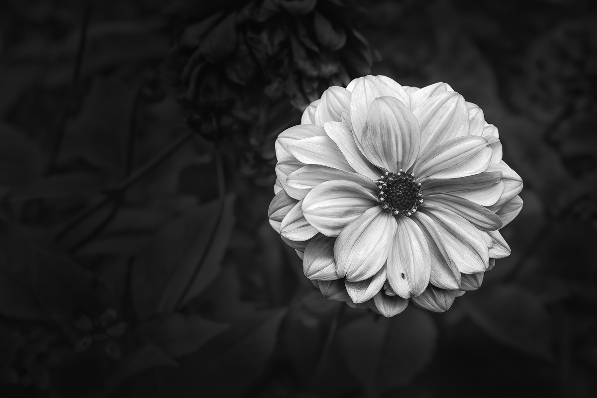 Single pale flower photographed against a dark background